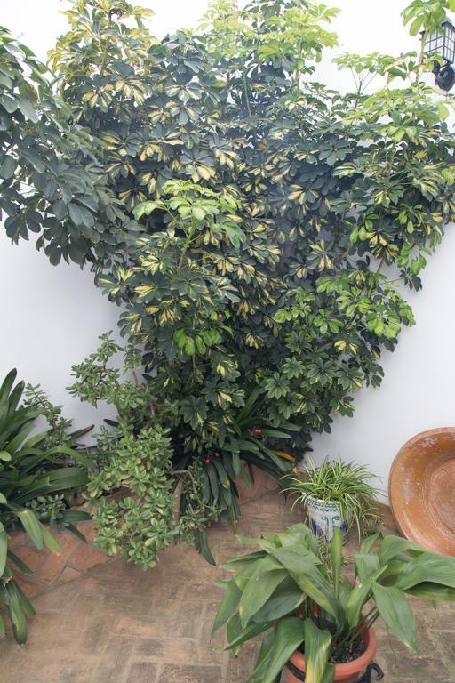 Casa Rural Migolla Osuna Esterno foto